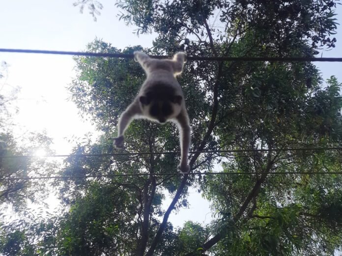 indian slendor loris