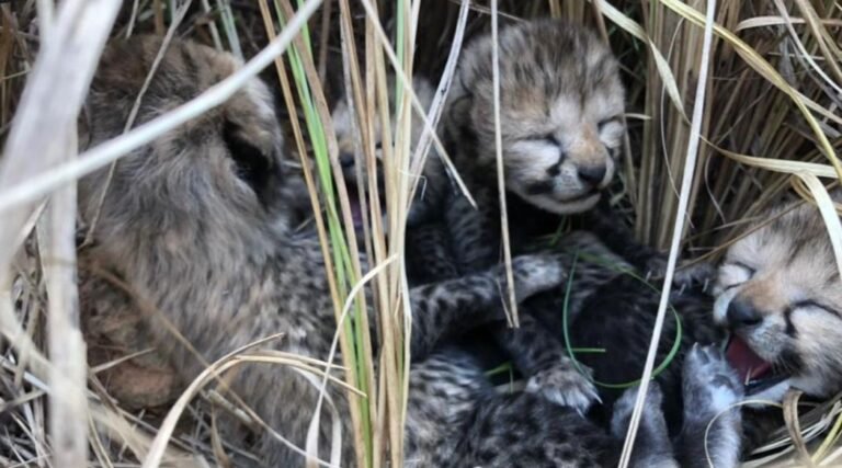 new born cheetah cubs
