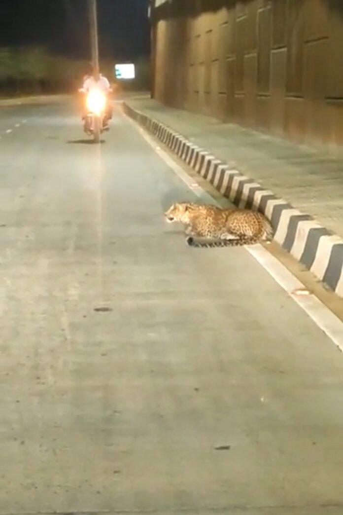 cheeta on street in gadag