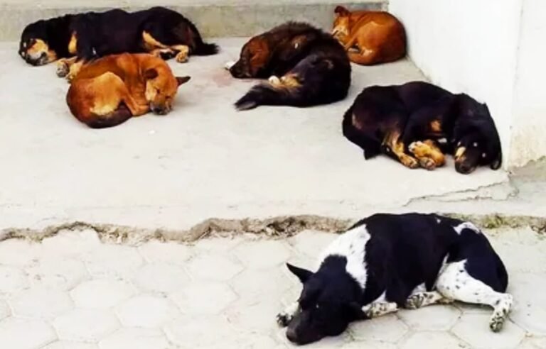 Street dog