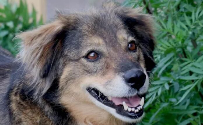representative dog image