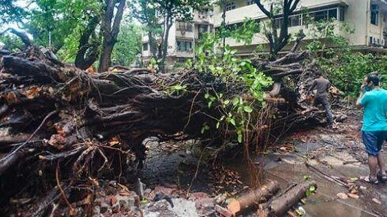 tree fell down in maharashtra