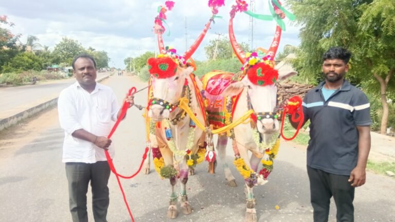 📰 ಕಾರ ಹುಣ್ಣಿಮೆಯ ಸಂಭ್ರಮ: ಅಲಂಕೃತ ಎತ್ತುಗಳೊಂದಿಗೆ ರೈತರ ಸಂಭ್ರಮಾಚರಣೆ